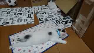 遊び疲れて眠る猫【蘭と刹那８】