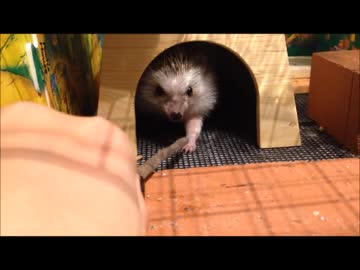 ハリネズミＶＳ木の枝