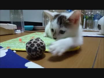 ボールに興味を持ちだした刹那ちゃん【蘭と刹那９】