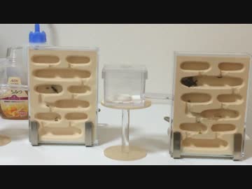 蟻戦争＃21 クロヤマアリ王国編