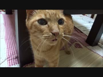 帰宅時のネコさんのテンションが低くて悲しい