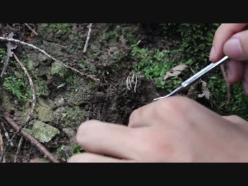 虫草観察・採取講座　～地生型～