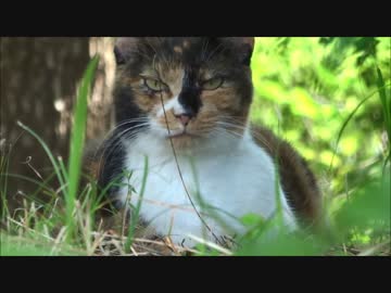山田池のねこ