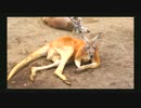 なんかダンディーな佇まいのカンガルー