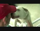 LA Dog Cafe