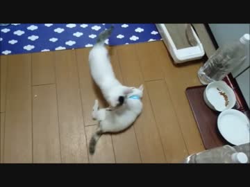 じゃれあい【蘭と刹那１０】