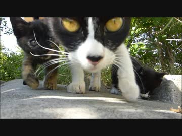 母猫が子猫達を紹介してきたんだが・・・・・