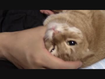 拾いねこ＠生後1477/1444日目　特になんということもないいつものアコツキ