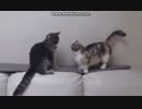 喧嘩を売るマンチカンがかわいすぎると話題に！