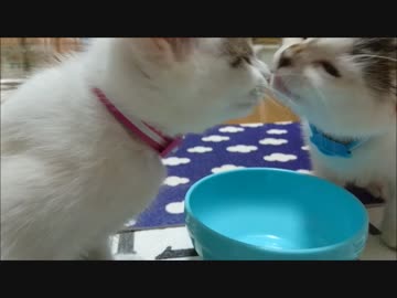 【捨て猫２３】　おやつ！