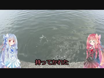 きまぐれ水中観察その13、田原港