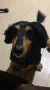 犬むっちゃしゃべるねん