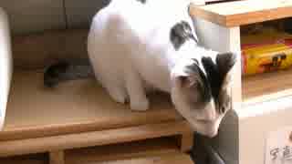 猫の日常59　～ぷち太偏～
