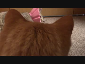 拾いねこ＠生後1478/1445日目　明日は月音さんの抜糸の日ー。