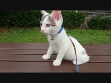 【捨て猫２４】 初めての外出（蘭）