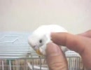 このインコをひたすら気持ちよくさせます！