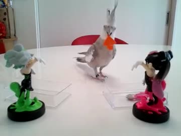 【イカ】シオカラーズ国鳥投票【運んでみた】