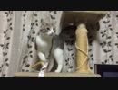 恐怖！死角から襲いかかってくるにゃんこ