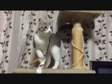 恐怖！死角から襲いかかってくるにゃんこ