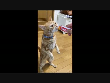 【アメショ】初めておやつをあげてみると…(おまけ)もうないの？