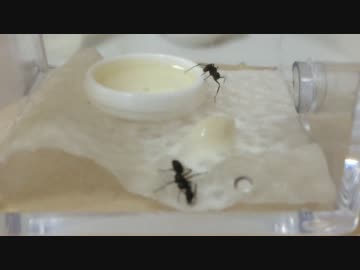 蟻戦争＃24 生クリームはいかが？編