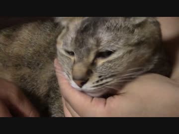 拾いねこ＠生後1479/1446日目　月音さん無事抜糸も終わりました。