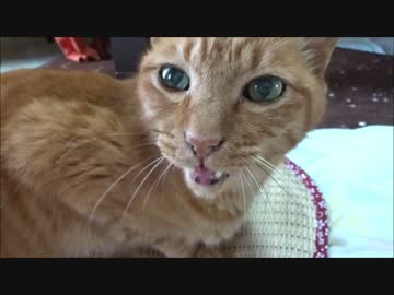 結局殴り合いになるネコさん