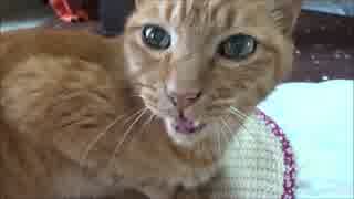 結局殴り合いになるネコさん