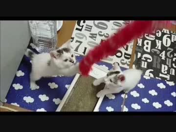 【捨て猫２５】猫じゃらし