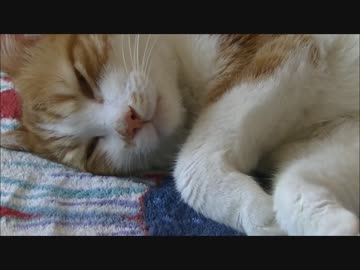 お昼寝の前にお話しないと眠れない猫