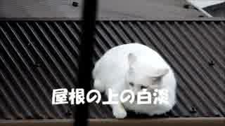 屋根の上の白淡！