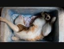 箱で仰向けで寝る猫。窮屈そうである。