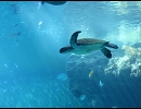 ウミガメ