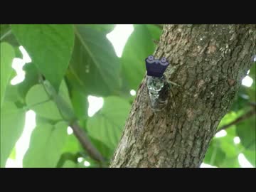 【リゼロ】ノニノニゼミ