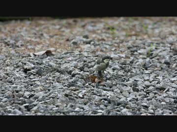 (閲覧注意）セミを食べるシジュウカラ