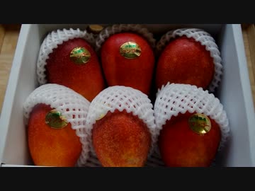 一箱分の沖縄産マンゴーで色々作ってみた。