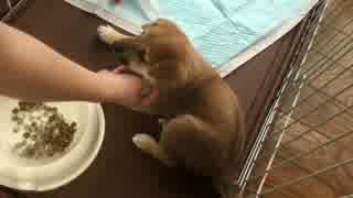 つぶらな眼差しで見つめてくる柴犬