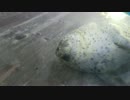 2度ｽﾔｧするアザラシ