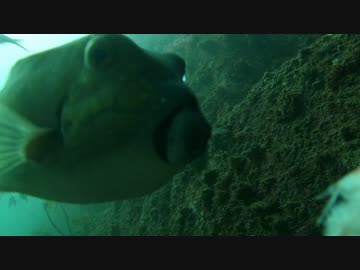 三浦半島の水中映像1