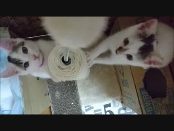 【捨て猫２７】猫パンチ訓練