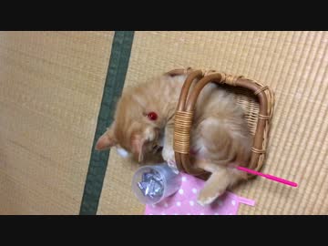 みっちり
