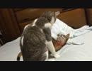 先輩猫に構ってもらいたいが，返り討ちに遭うスカー