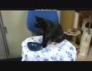 おやつの時間！　20160727