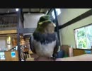 【開成水辺FS】管理釣り場でミノーだけ #8
