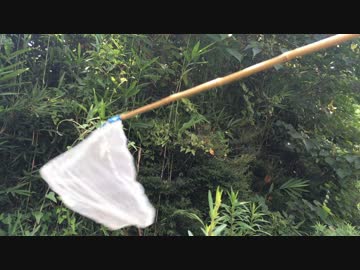 蟻戦争＃27 虫取りGO～昆虫ゲットだぜ！～編