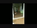 【MOEL】猫じゃらし【きよ】