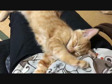 ( =˘ω˘= )ｽﾔｧ…