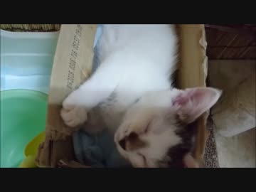【捨て猫２８】遊び疲れて眠気に勝てないにゃんこ大先生