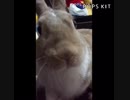 おチョボ〜モグモグtime(*^^*)