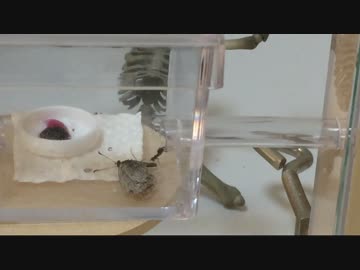 蟻戦争＃28 チョウチョVSアリ編